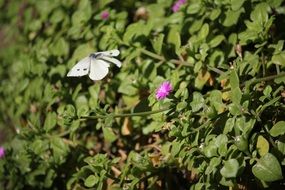 Butterfly White