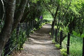 Trail in the forest in Colombia