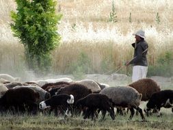 shepherd with a large flock of sheep among nature