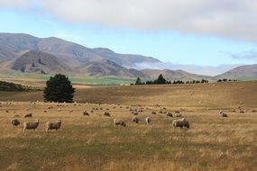 sheep on a south island in New Zealand