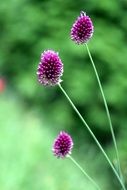 Flowers Garlic