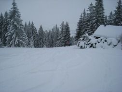 fir forest on a hill in winter