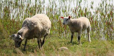 Lambs on q country side