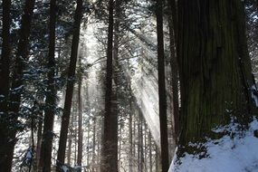 rays of sunlight in the winter forest