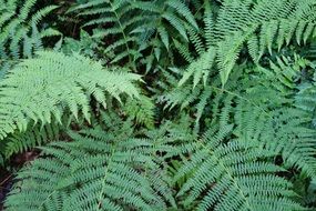 Green fahn in the green forest