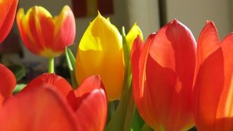 red and yellow tulips in a vase