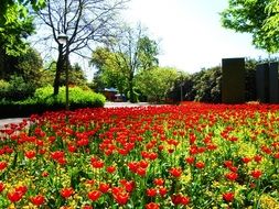 large flower bed with red tulips in the park