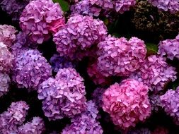 spring bush with pink and purple flowers