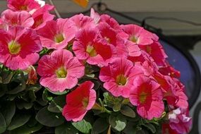closeup view of Spring Petunia bell flowers