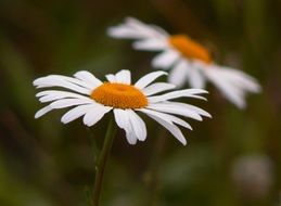 daisies in blurry background close-up