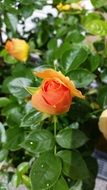 charming Rose