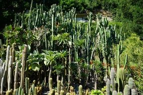 cacti in a botanical garden on Lake Constance
