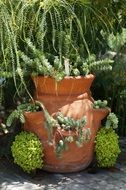 Beautiful green plants in the brown pot in spring