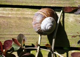 Snail Garden Summer Shell