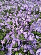 Creeping phlox, Phlox stolonifera, tiny purple flowers