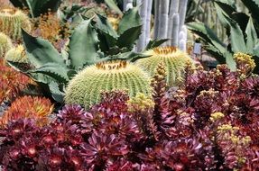 different types of cacti in the desert