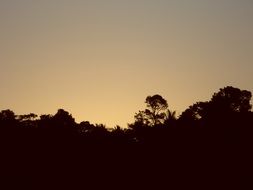 silhouette of trees at sunset
