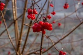 red frozen berries on a bush