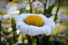Leucanthemum maximum or Gartenmargerite