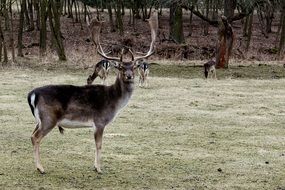 deer antler forest view