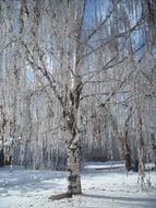 Ice Winter birch Landscape