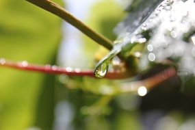 a drop of water flows down on a green leaf