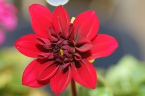 red dahlia like velvet