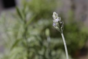 lavender in buds close up