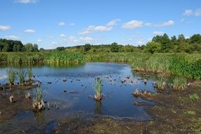 swamp on the river with green plants