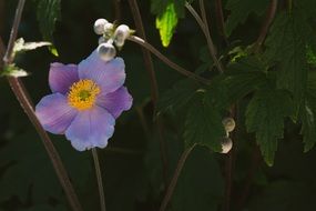 blue anemone as an ornamental plant