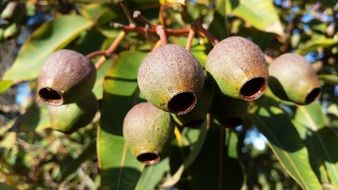 Gumnuts on a tree