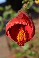red hibiscus with a long pestle close-up