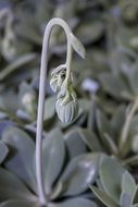 Senecio Cephaluphorus bud Flower Stem