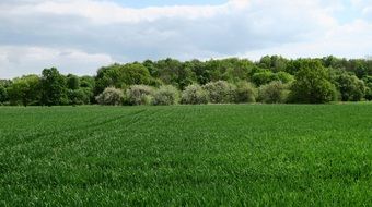 green wheat field in spring