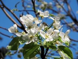 bee pollinating pear tree on white bloom on a blurred background