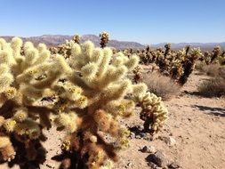 fluffy cacti in Joshua Tree National Park, California