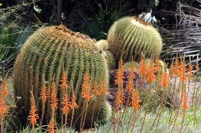 round cactus plants