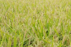 Rice Golden Yellow Site