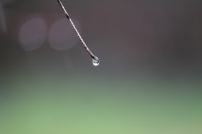 Drop Of Water on twig at blurred background