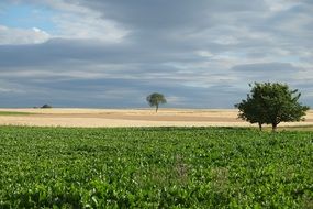 tree on the grass and tree in the sand