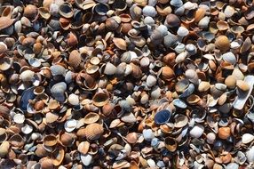 Shells of the mussels on the beach