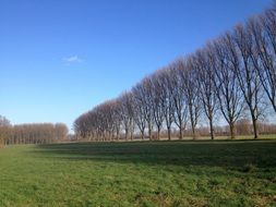 Landscape with the row of trees, germany, niederrhein