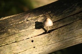 Autumn Mushroom Wood Stump