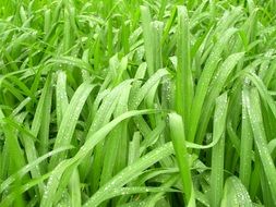 Water Drops on green grass leaves