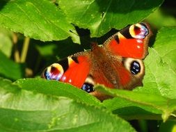 Butterfly Peacock or papilio palinurus