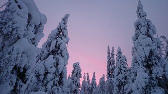 snow covered coniferous trees at purple Sunset sky, finland, Lapland