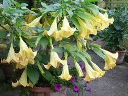 Angel Trumpets Flowers