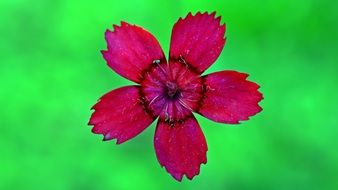 bright pink flower on a green background