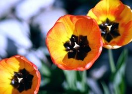 yellow tulips with orange border close-up