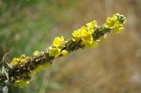 blossom of a denseflower mullein